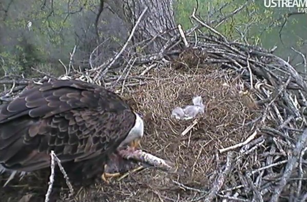 ScreenHunter_50 Mar. 31 20.38.jpg